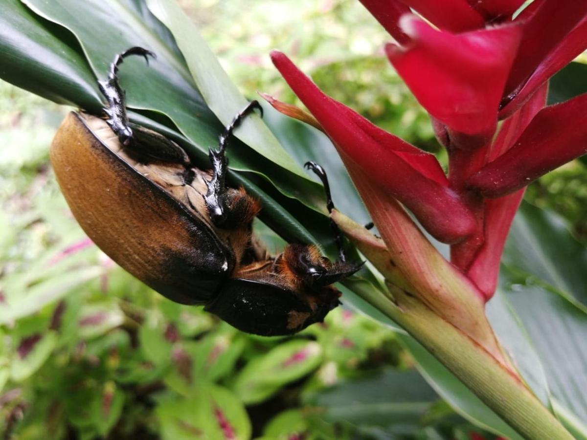 Cahuita Lodge Ngoại thất bức ảnh
